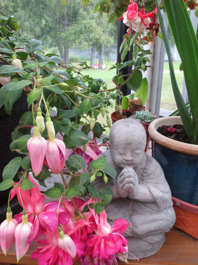 fuchsian, med blommor som ser ut ut som dansande änglar