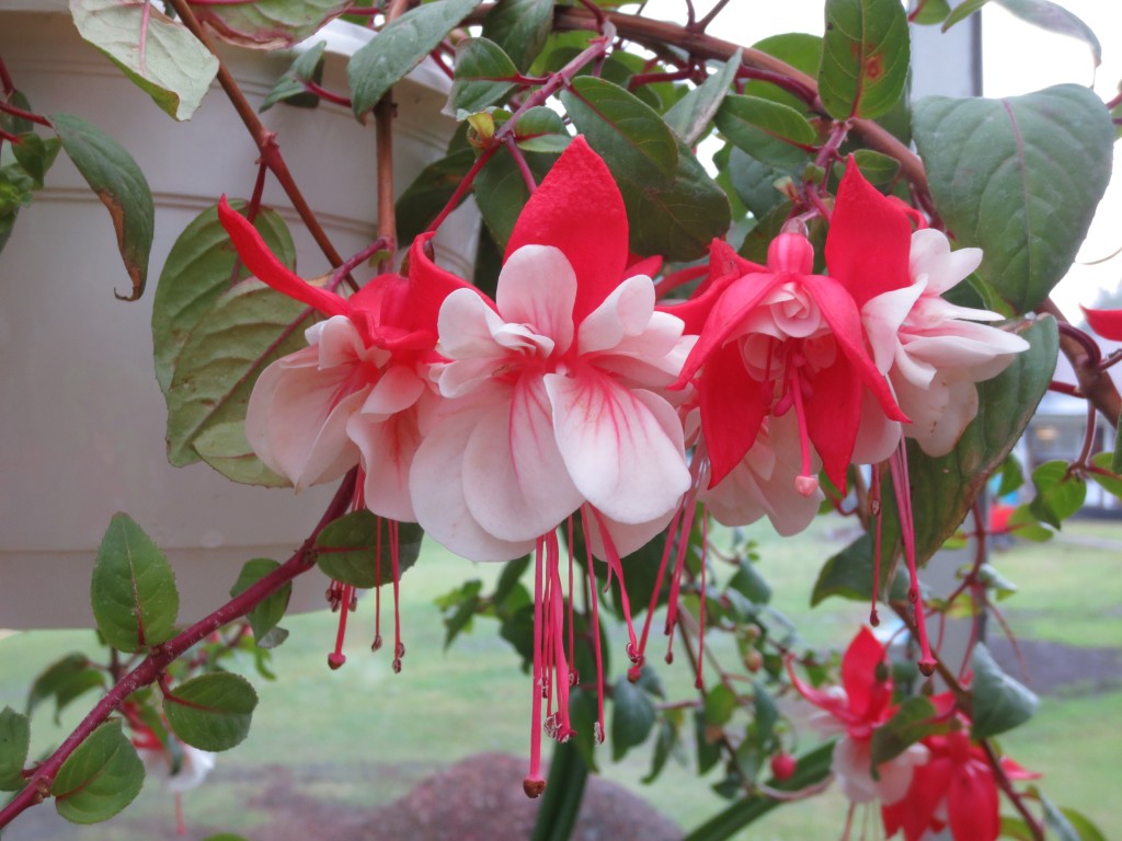 fuchsian, med blommor som ser ut ut som dansande änglar