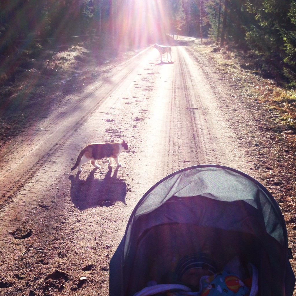 Första promenaden på sååå länge, men Vega i barnvagnen, katten Solveig och dalmatinern Alice som medvandrare.